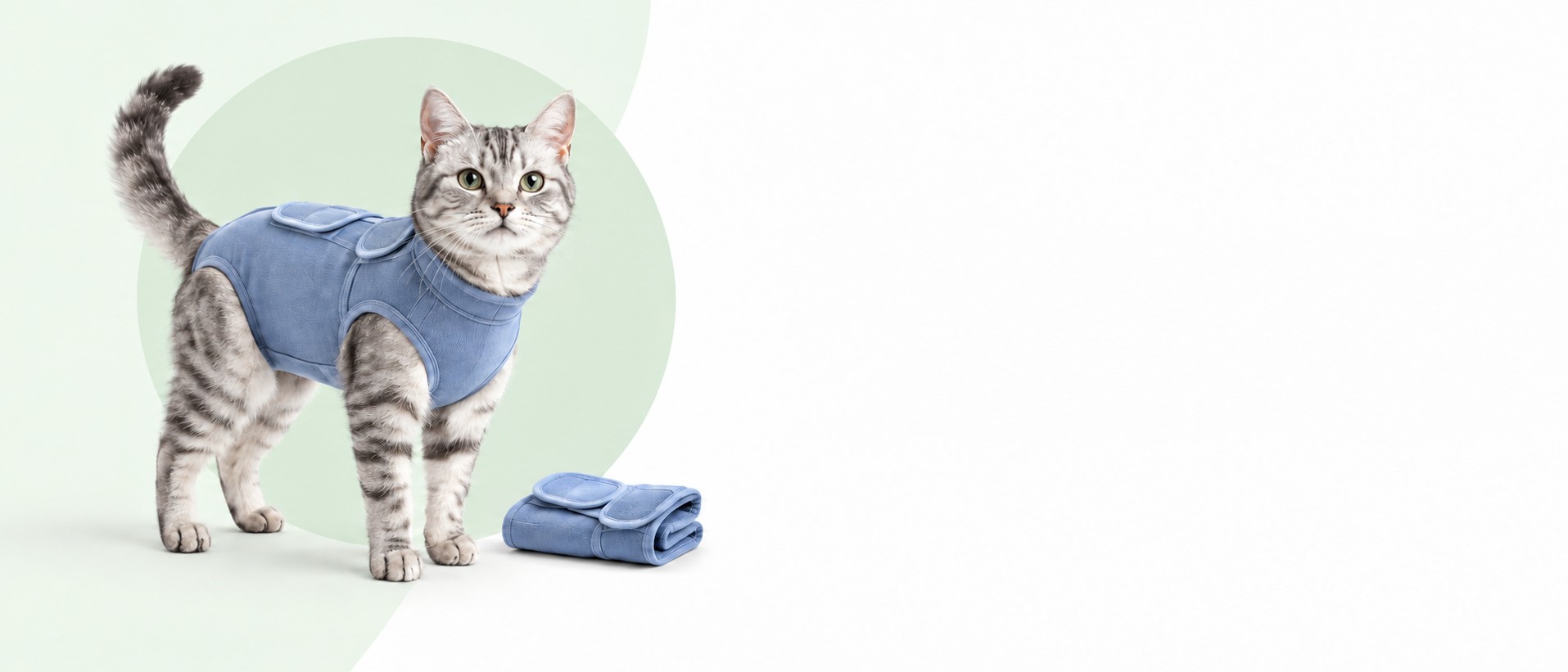 Silver tabby cat wearing a PetsGuard recovery suit