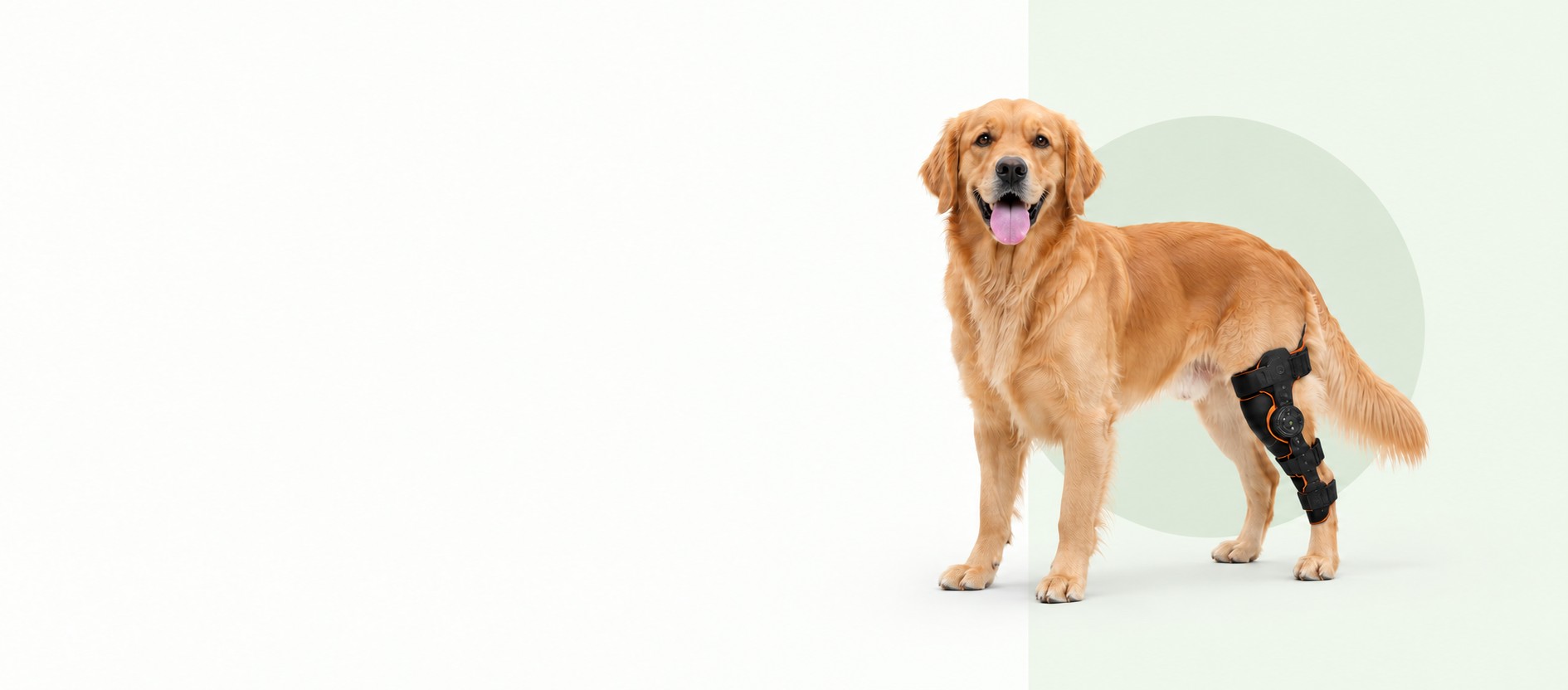 Golden retriever wearing a PetsGuard hinged knee support