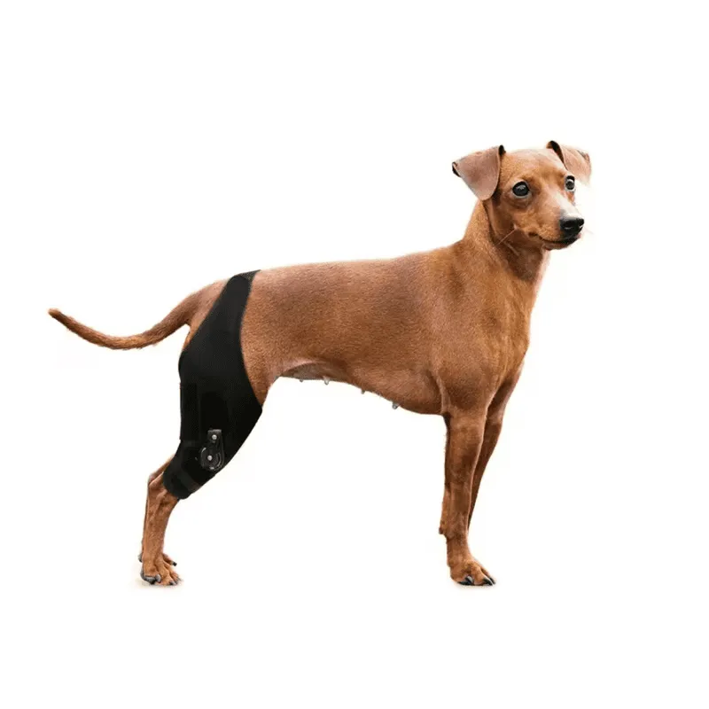Dog wearing a PetsGuard rear leg support brace