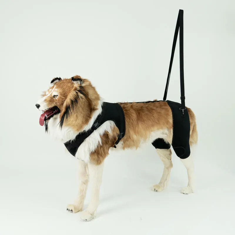 Dog wearing a PetsGuard mobility support harness
