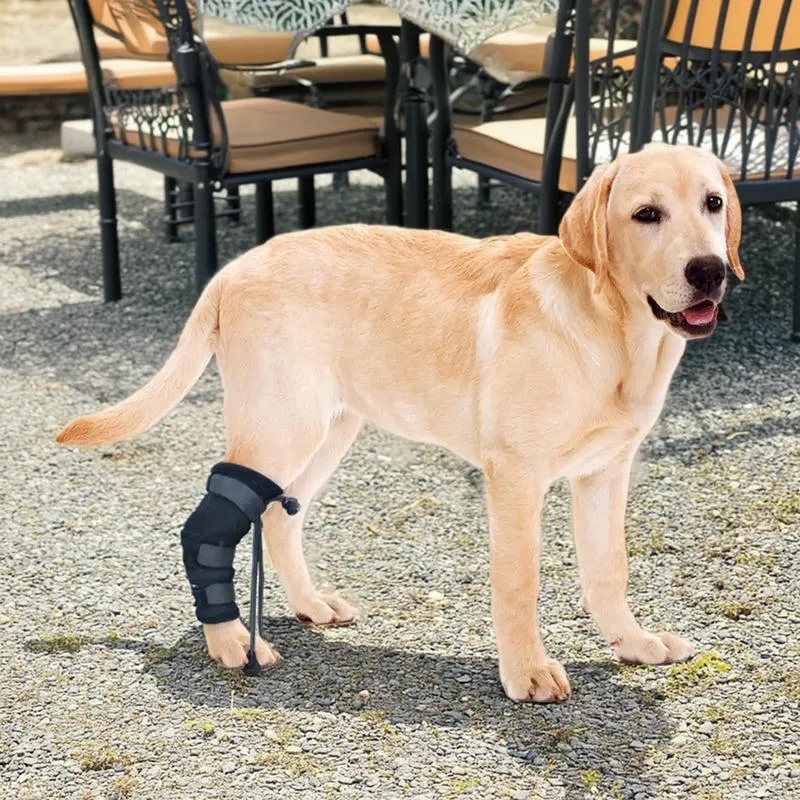 Dog walking while wearing a PetsGuard hock support brace