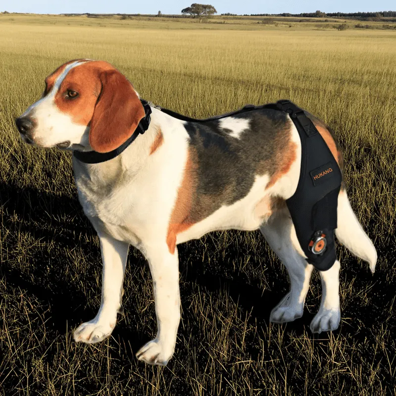 Dog wearing a PetsGuard orthopaedic knee support