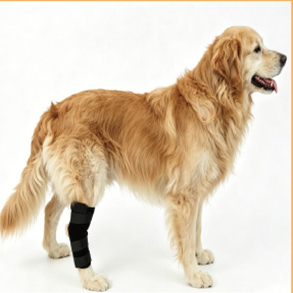 Dog Hock Brace for dogs and cats